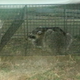 Illustration for article titled Raccoon Update